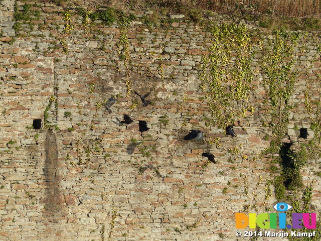 FZ010650 Crows flying by wall of Caerphilly castle
